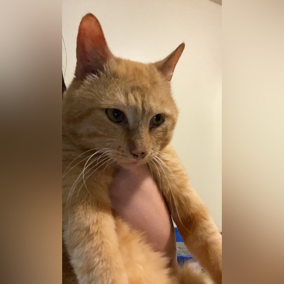 Meet your Posher, Paige - Picture 1 of 1